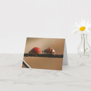 Ladybug Buddies Nature Photography Note Kort