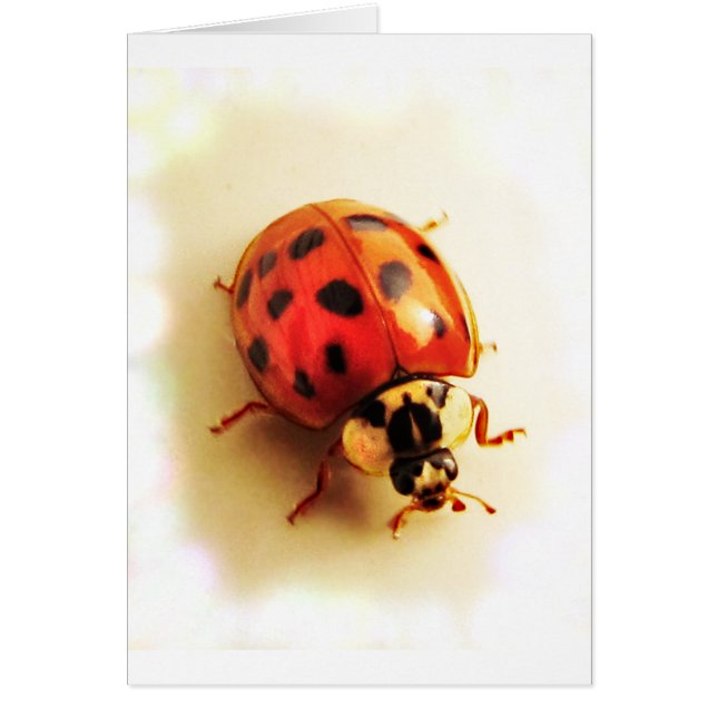 Ladybug Card Hälsningskort (Framsidan)
