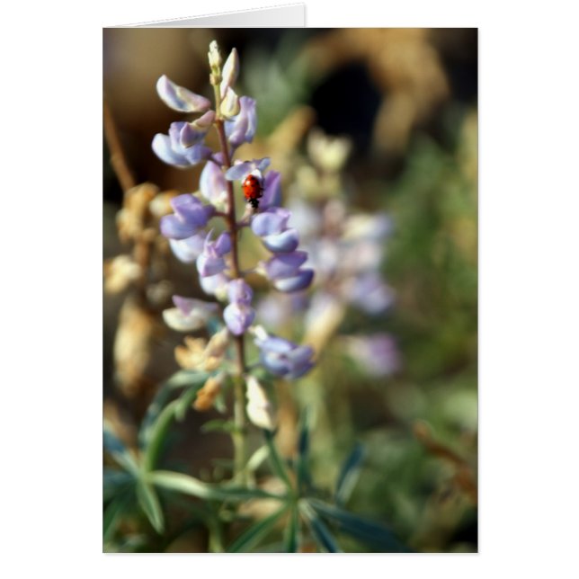 Ladybug Card Hälsningskort (Framsidan)