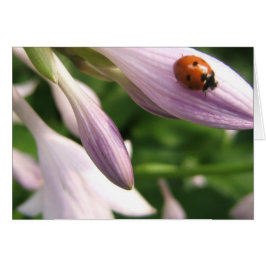 Ladybug Card Hälsningskort