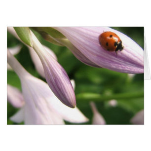 Ladybug Card Hälsningskort
