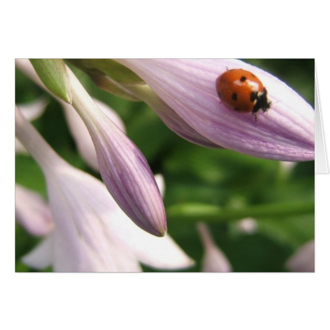 Ladybug Card Hälsningskort (Framsidan Horizontal)