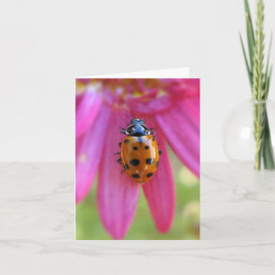 Ladybug Card Kort