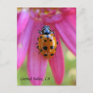Ladybug Carmel Valley, CA Postcard Vykort