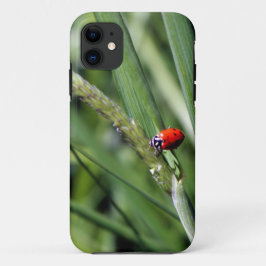 Ladybug (Coccinellidae)