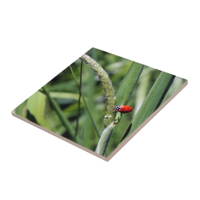 Ladybug (Coccinellidae) Kakelplatta (Sidan)