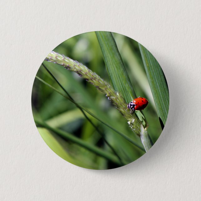 Ladybug (Coccinellidae) Knapp (Framsida)
