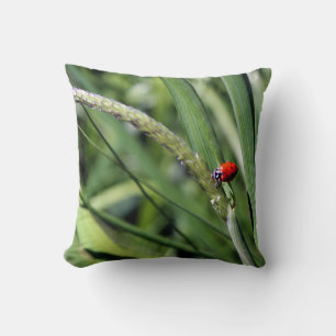 Ladybug (Coccinellidae) Kudde