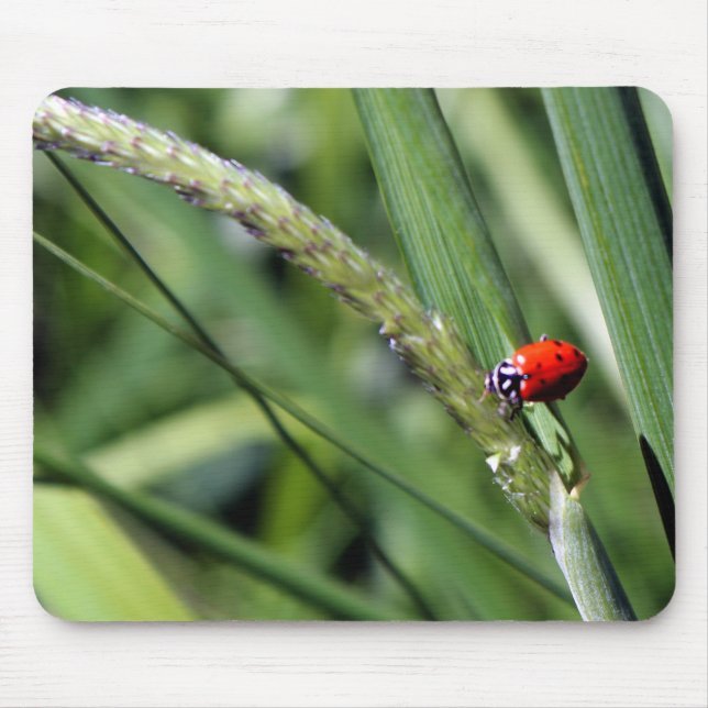 Ladybug (Coccinellidae) Musmatta (Framsidan)