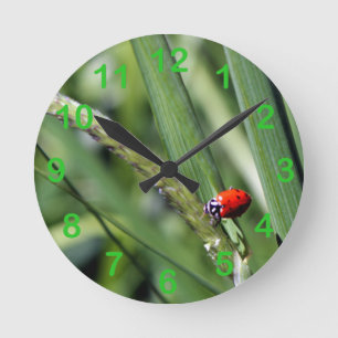 Ladybug (Coccinellidae) Rund Klocka