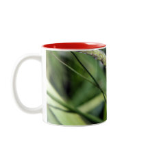 Ladybug (Coccinellidae)