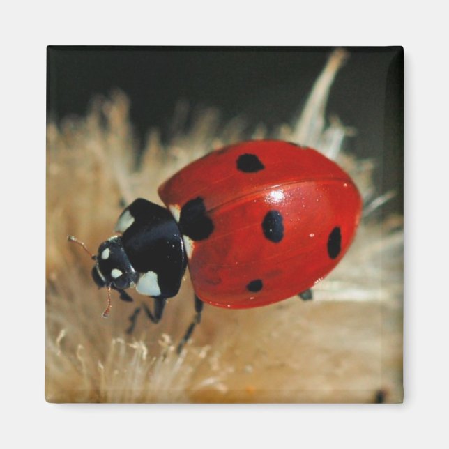 Ladybug - Dam Beetles magnet (Framsidan)