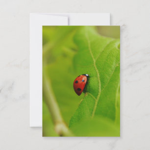 Ladybug Flat Birthday Card Inbjudningar