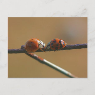 Ladybug Friends Nature Fotography Postcard Vykort
