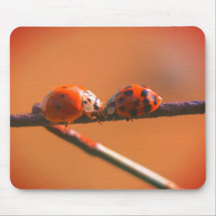 Ladybug Friends Nature Musmatta