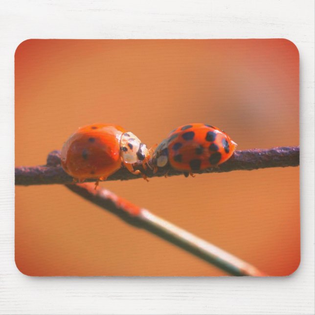 Ladybug Friends Nature Musmatta (Framsidan)