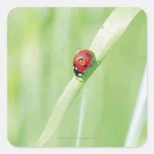 Ladybug Fyrkantigt Klistermärke