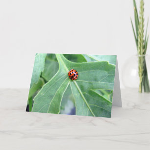 Ladybug - gratulationskort kort