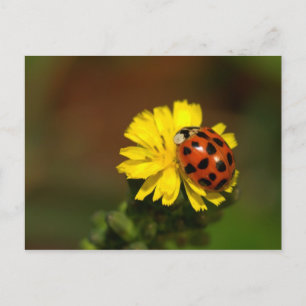 Ladybug Hälsning Vykort