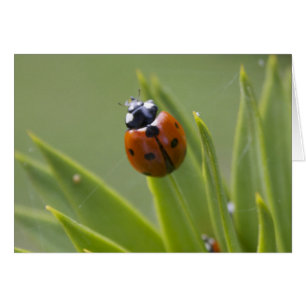Ladybug Hälsningskort