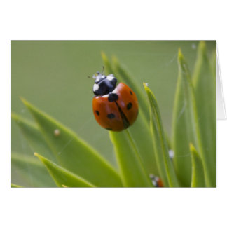 Ladybug Hälsningskort