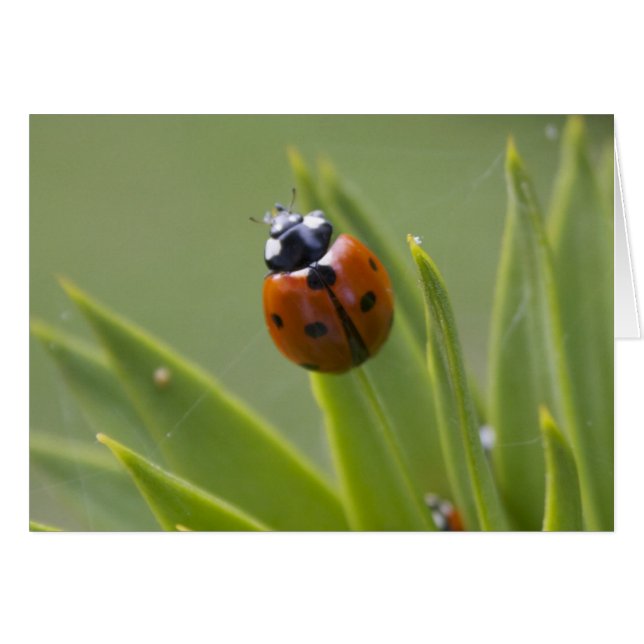 Ladybug Hälsningskort (Framsidan Horizontal)
