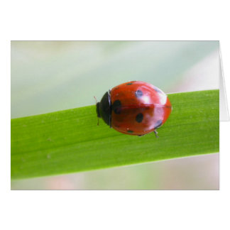 Ladybug Hälsningskort