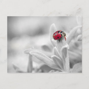 Ladybug i det vita kortet vykort