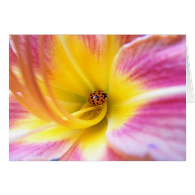 Ladybug i Lilly OBS Kort (Framsidan Horizontal)