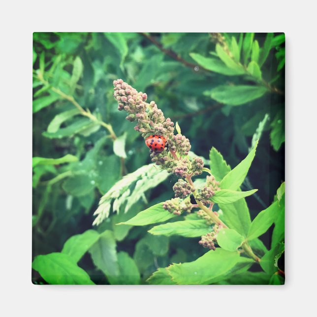Ladybug i Vår Magnet (Framsidan)
