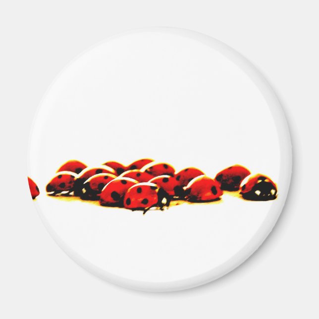ladybug invasion magnet (Framsidan)