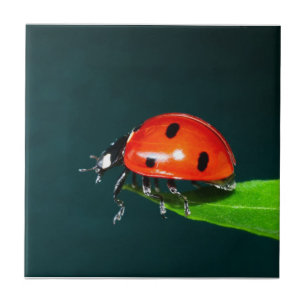 Ladybug Kakelplatta