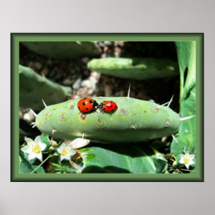 Ladybug Kärlek Poster