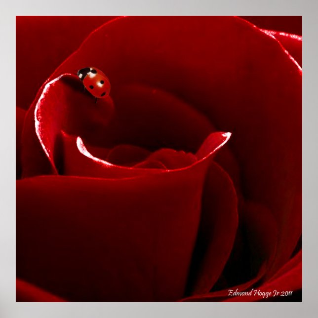 Ladybug Kärlek Poster (Framsidan)