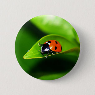 Ladybug Knapp