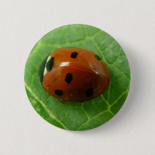 Ladybug-knapp Knapp