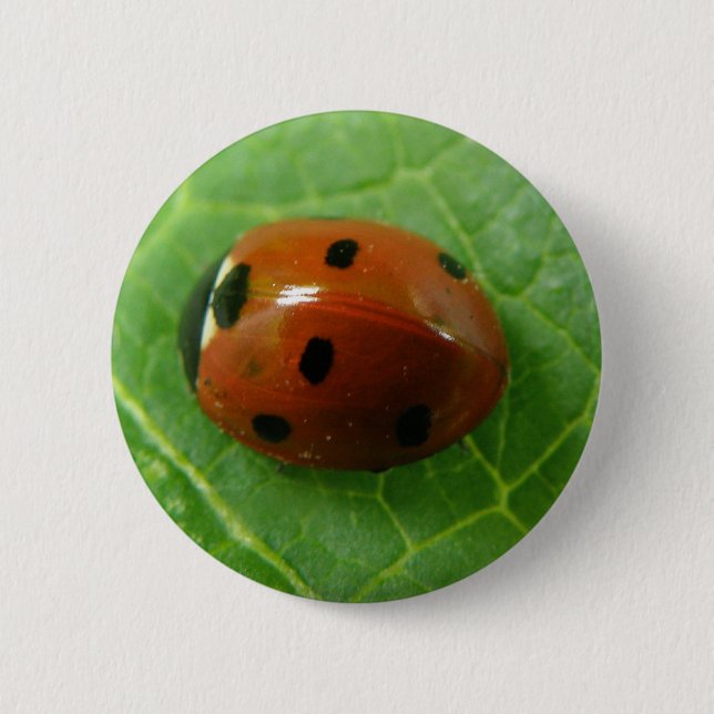 Ladybug-knapp Knapp (Framsida)