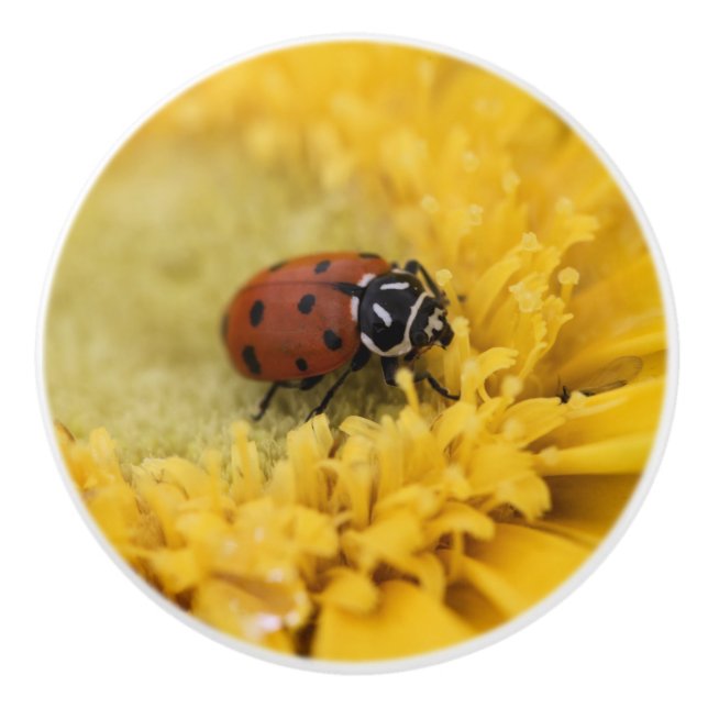 Ladybug Knopp (Framsidan)