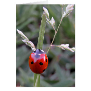 Ladybug-kort Hälsningskort