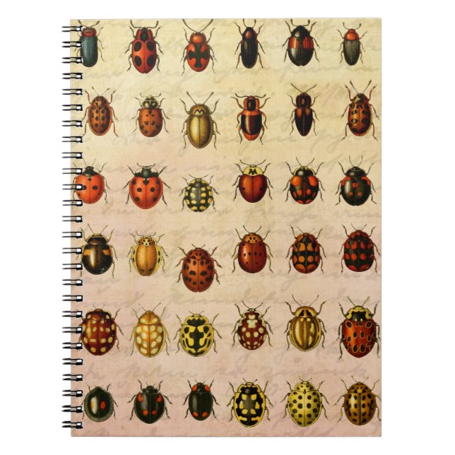 Ladybug Ladybird Beetle Insekt Kryp Anteckningsbok (Framsidan)