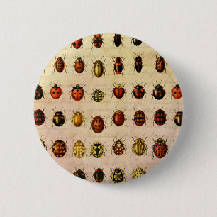 Ladybug Ladybird Beetle Insekt Kryp Knapp