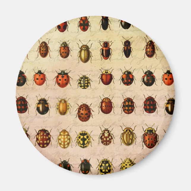 Ladybug Ladybird Beetle Insekt Kryp Magnet (Framsidan)