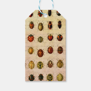 Ladybug Ladybird Beetle Insekt Kryp Presentetikett