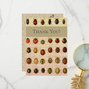 Ladybug Ladybird Beetle Insekt Kryp Tack Kort