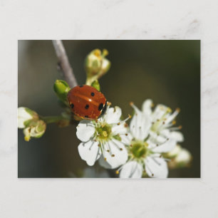Ladybug - Ladybird Postcard - Ladybug på Hawthorn Vykort