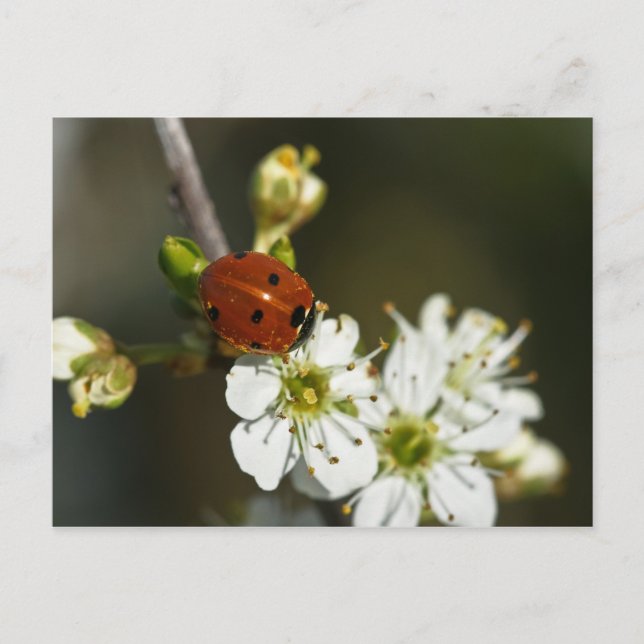 Ladybug - Ladybird Postcard - Ladybug på Hawthorn Vykort (Framsida)