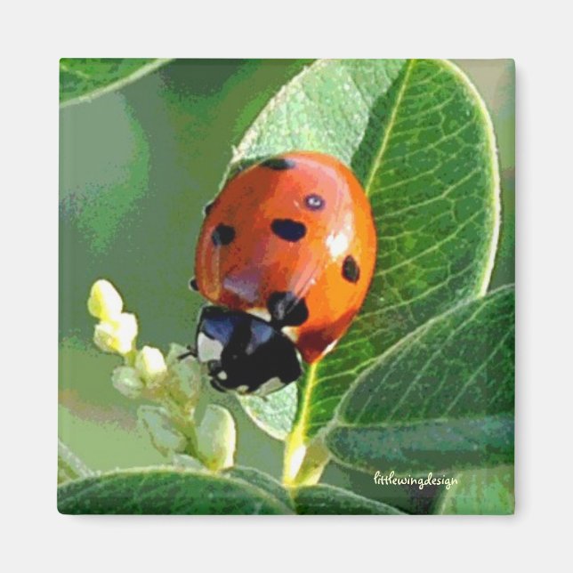 Ladybug Ladybug Magnet (Framsidan)