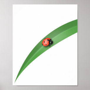 Ladybug Löv Poster