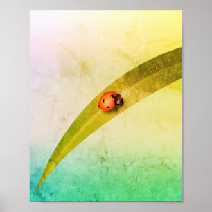 Ladybug Löv Poster