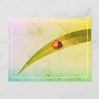 Ladybug Löv Vykort